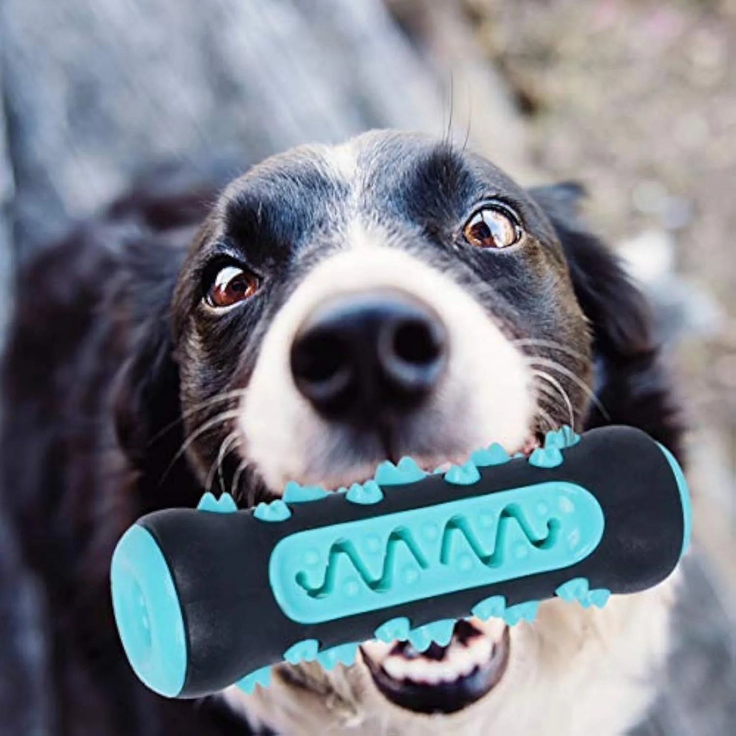 A natural rubber dog toothbrush chew toy in blue, measuring 15 cm long, for dental cleaning and play.
