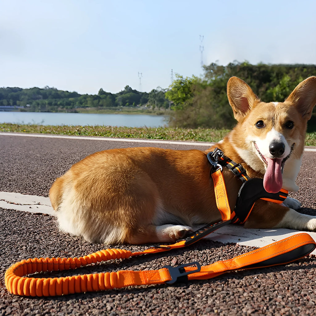 Retractable dog lead with hand-holding rope buffer and reflective traction belt in three colour options