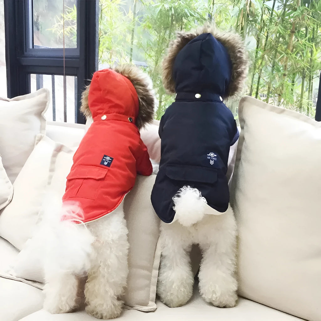 Hooded cotton coat for dogs in blue on a small breed dog outdoor