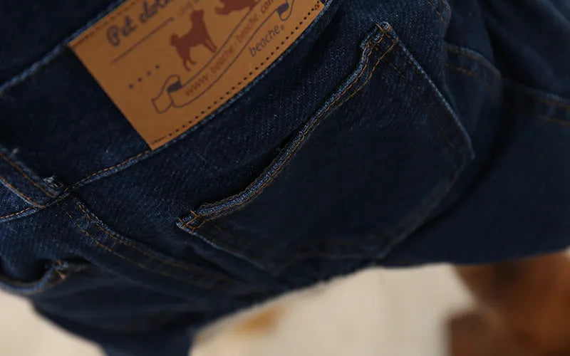 Jeans-style four-legged dog clothes in cotton, dark colour, on a small dog breed like Teddy