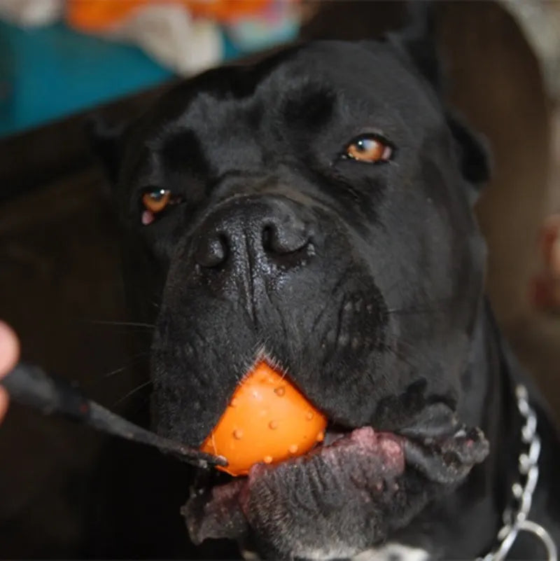 Dog training bite resistant rubber ball with rope in orange, size 6x30cm for medium dogs