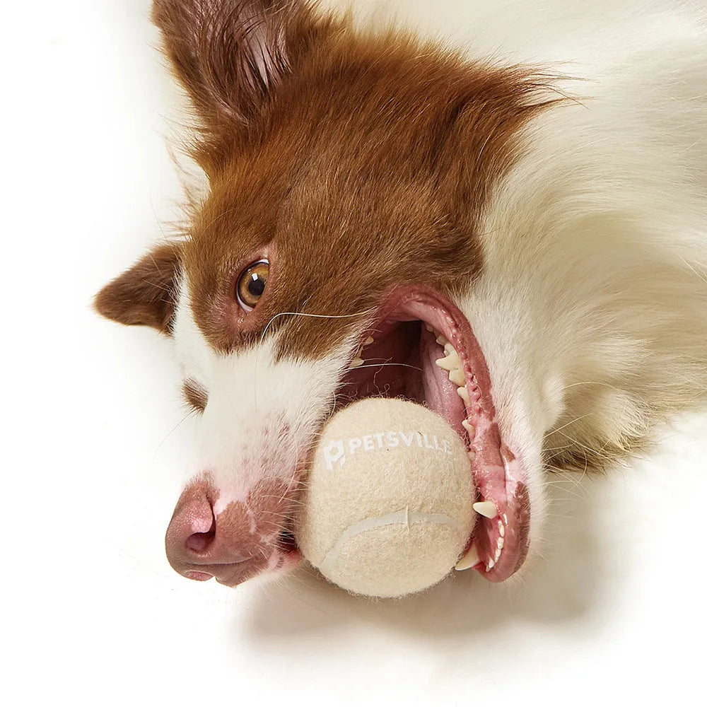 Interactive plastic dog tennis ball toy in purple green blue yellow or pink for outdoor fetch
