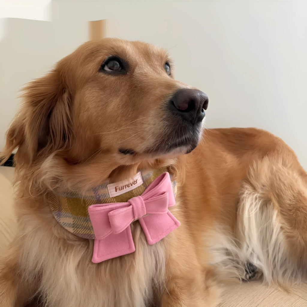 My Maillard Puppy Bow Bib polyester pet collar in gift colour, adjustable from 15cm to 50cm neck size, with attached bow