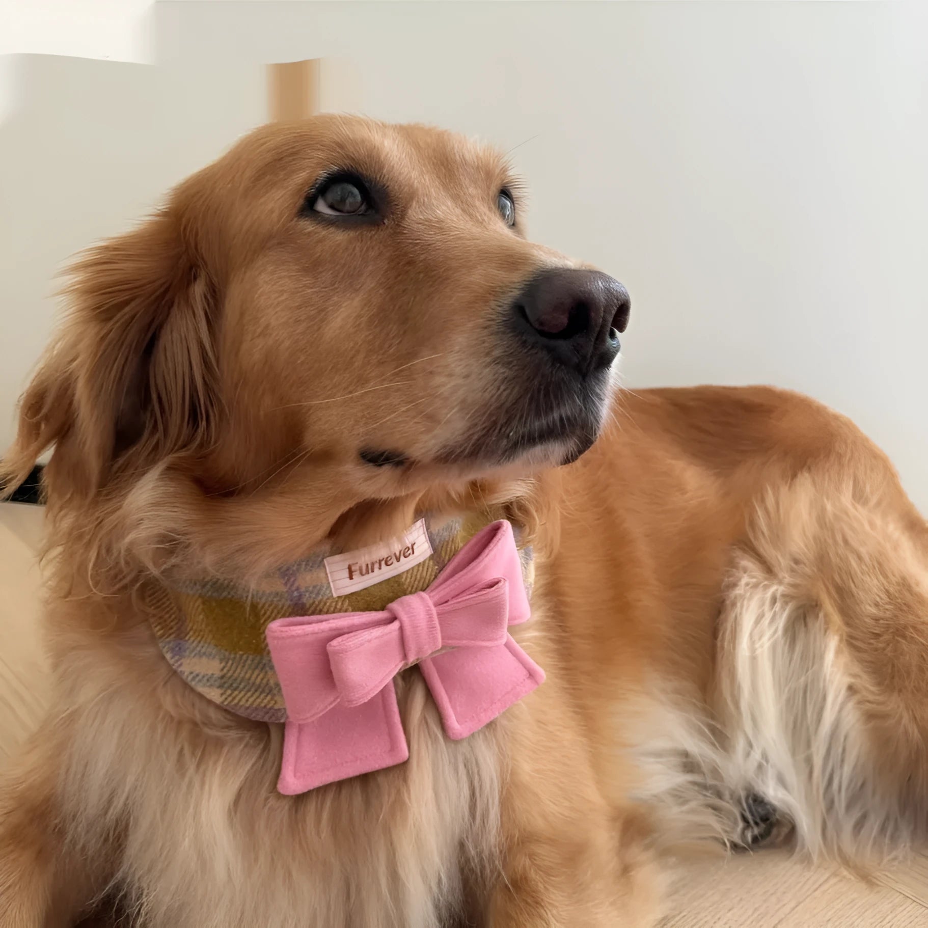My Maillard Puppy Bow Bib polyester pet collar in gift colour, adjustable from 15cm to 50cm neck size, with attached bow
