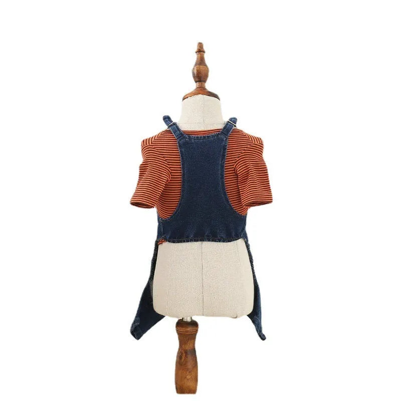 Jeans-style four-legged dog clothes in cotton, dark colour, on a small dog breed like Teddy