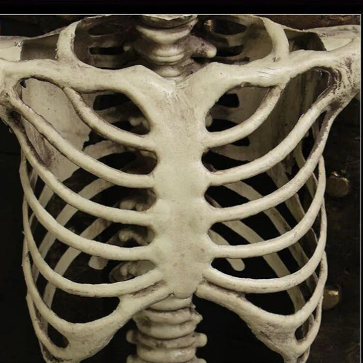 Full-sized 170 cm tall plastic skeleton prop with detailed skull on a stand.