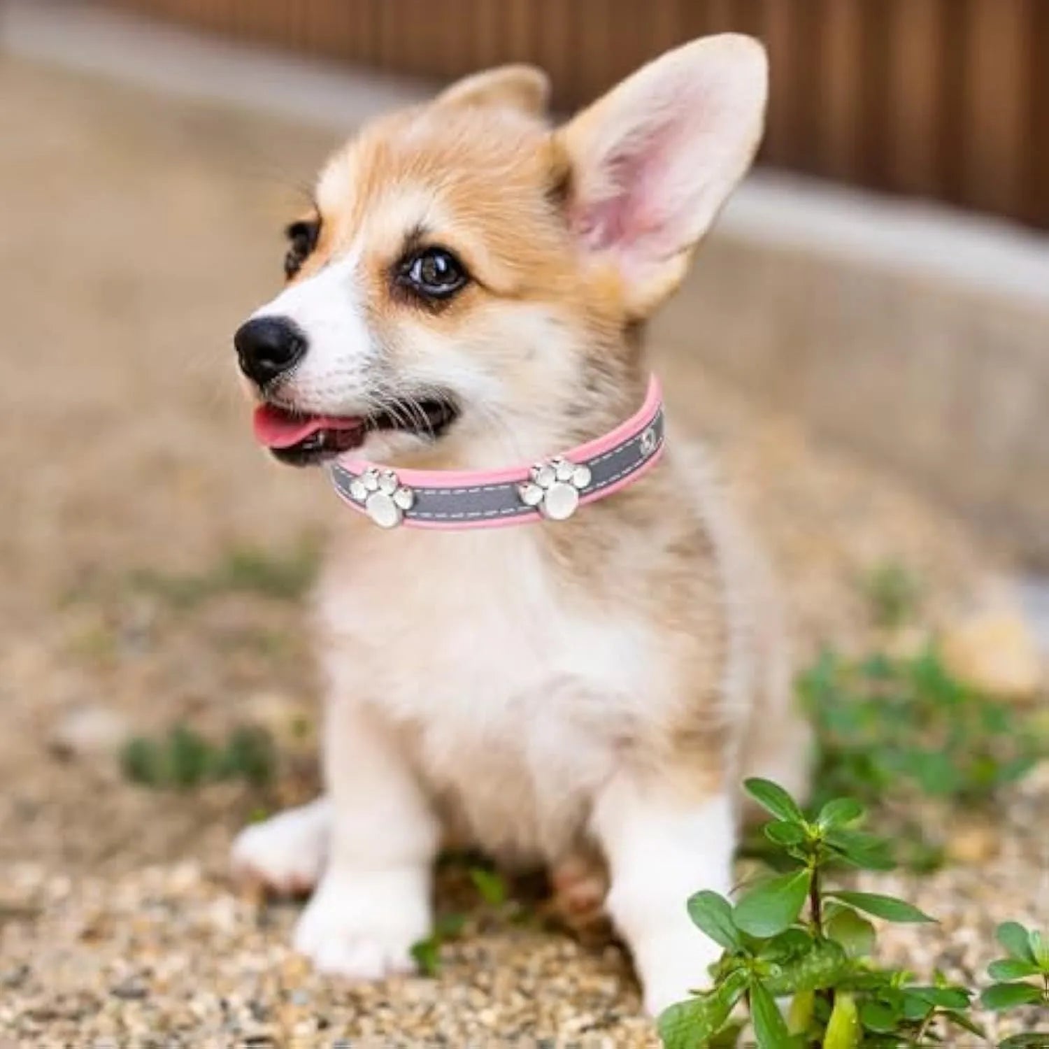 Reflective adjustable PU leather dog collar with metal buckle and decorative paw rivet.