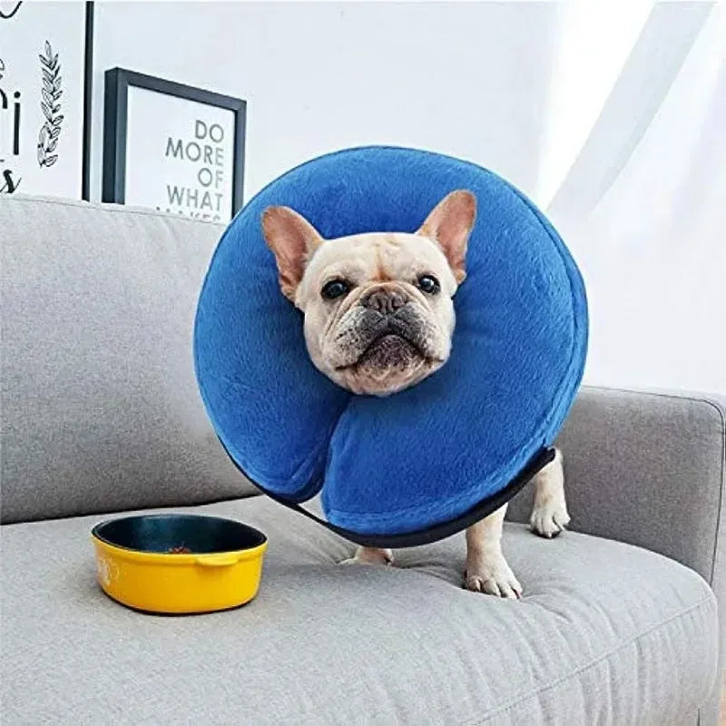 Blue inflatable soft recovery collar for a dog resting after surgery.