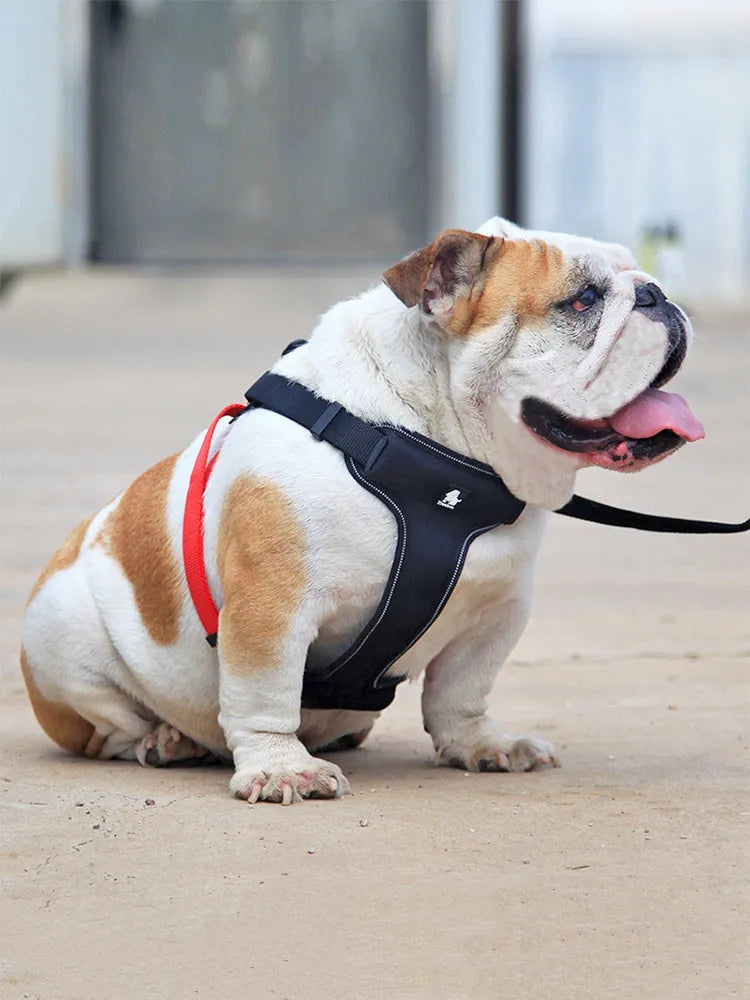 Dog leash and collar set made of Oxford cloth and breathable mesh with zinc alloy clip, black red colour, size M
