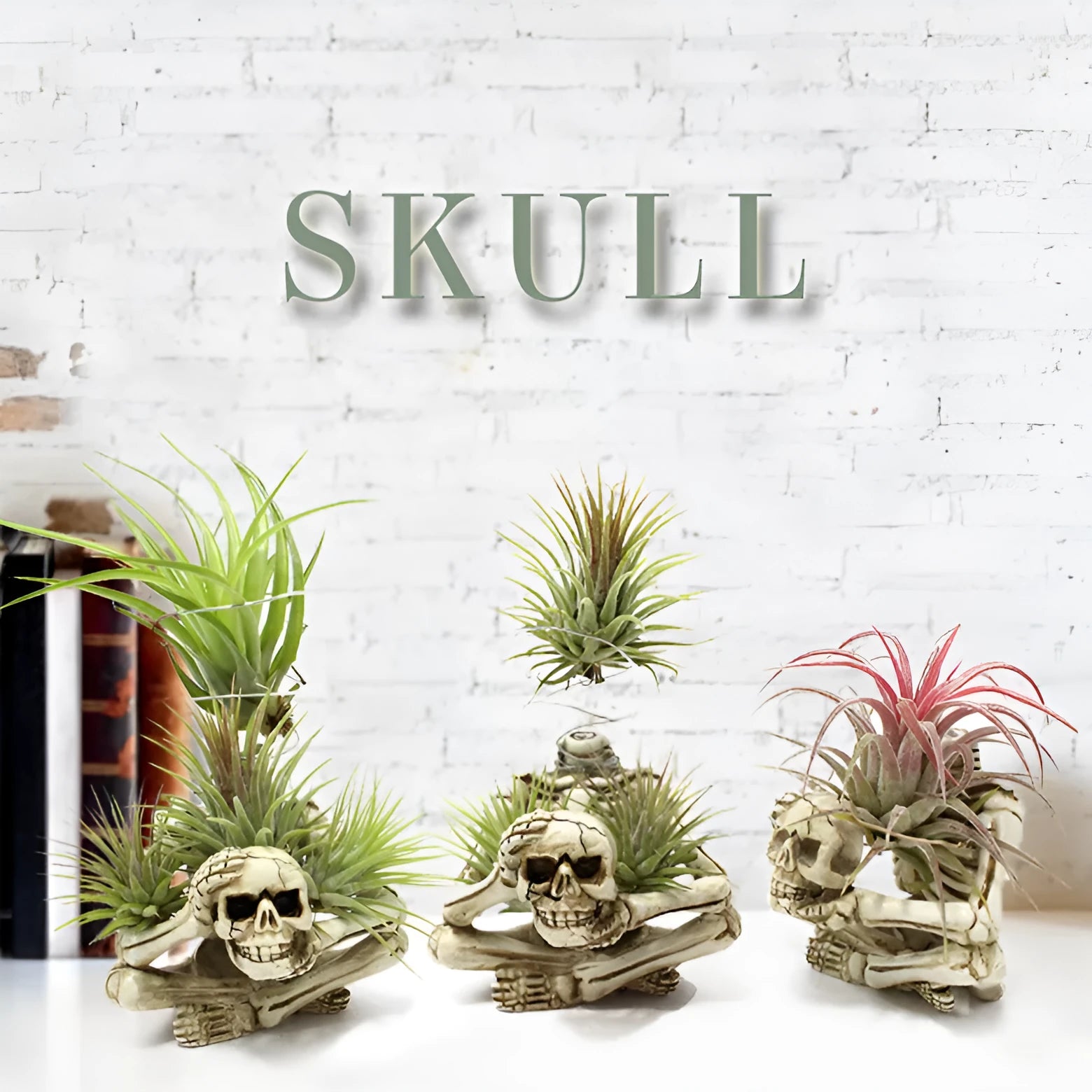 Skull-shaped soilless resin bracket for tillandsia air plants measuring 7x8x12.5cm with gothic design