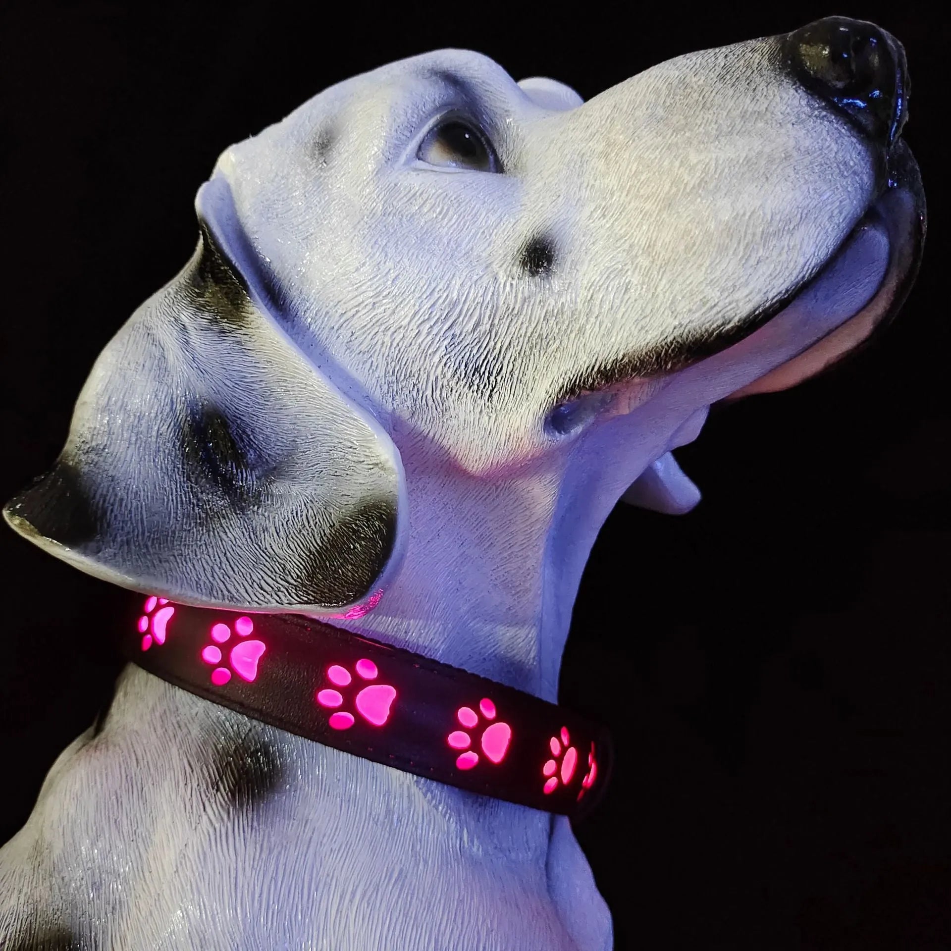 A dog wearing a blue LED luminous collar glowing in the dark, showing the adjustable polyester strap.