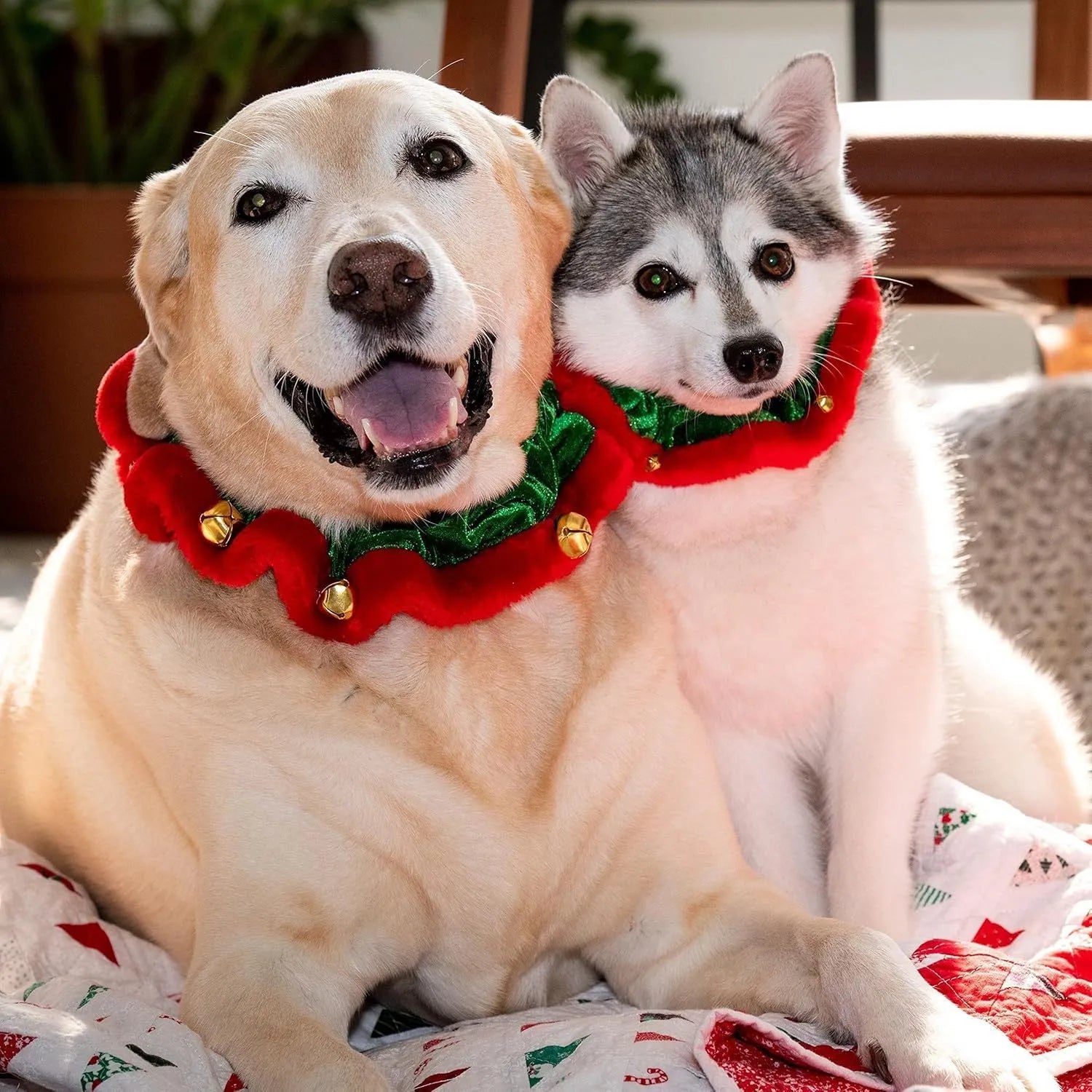Christmas dog collar with gold bells in red and white polyester for small medium large pets