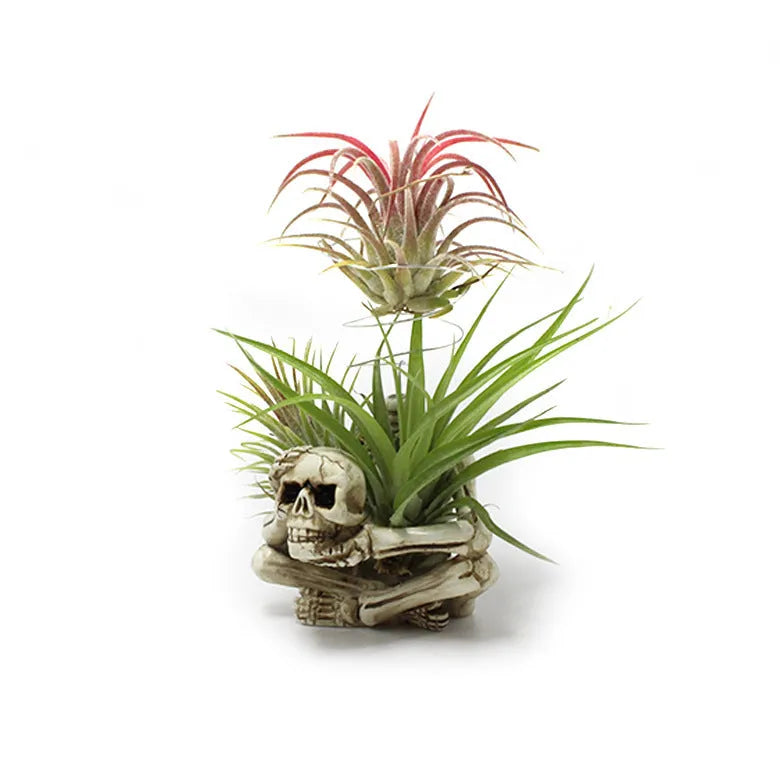 Skull-shaped soilless resin bracket for tillandsia air plants measuring 7x8x12.5cm with gothic design