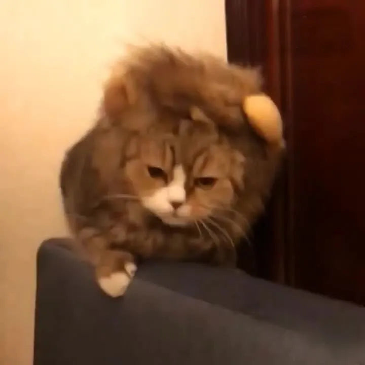 Cat wearing lion headgear wig hat costume in black colour