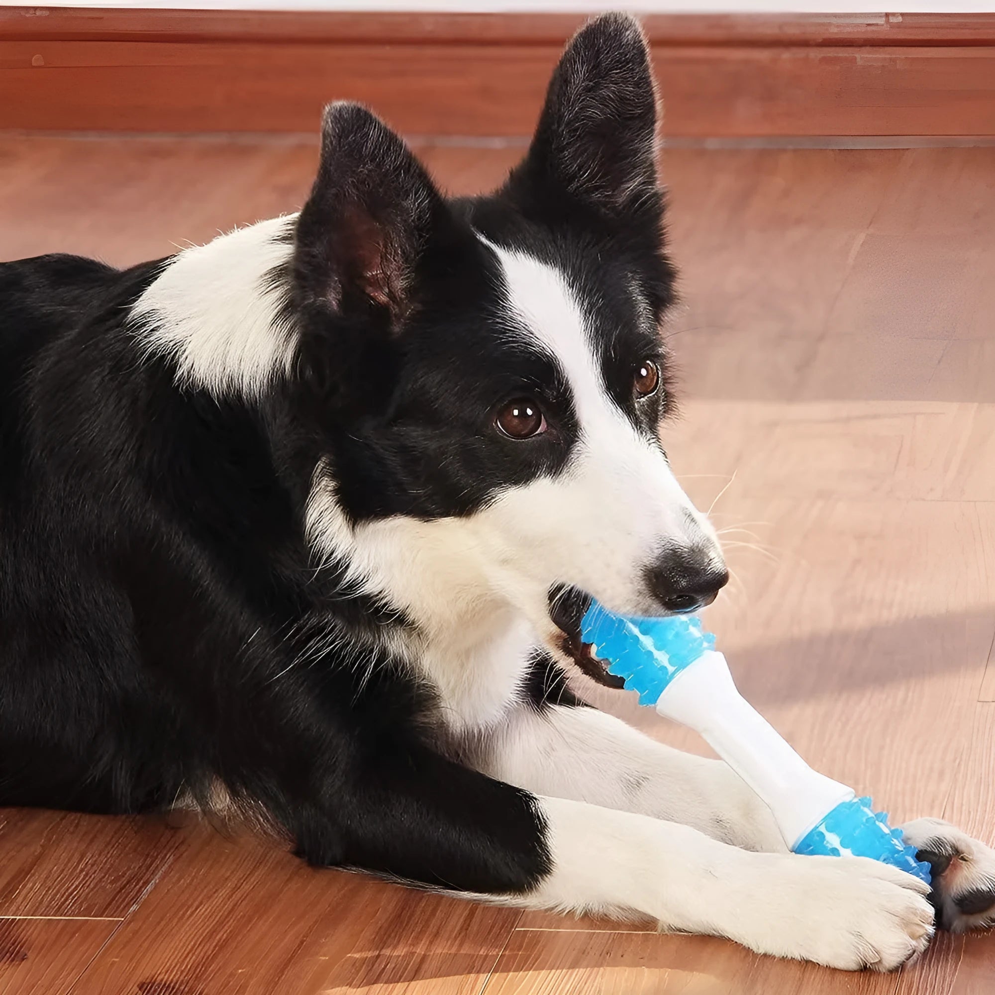 Dual-colour rubber puppy teething chew toy in small, medium, and large sizes for dogs.