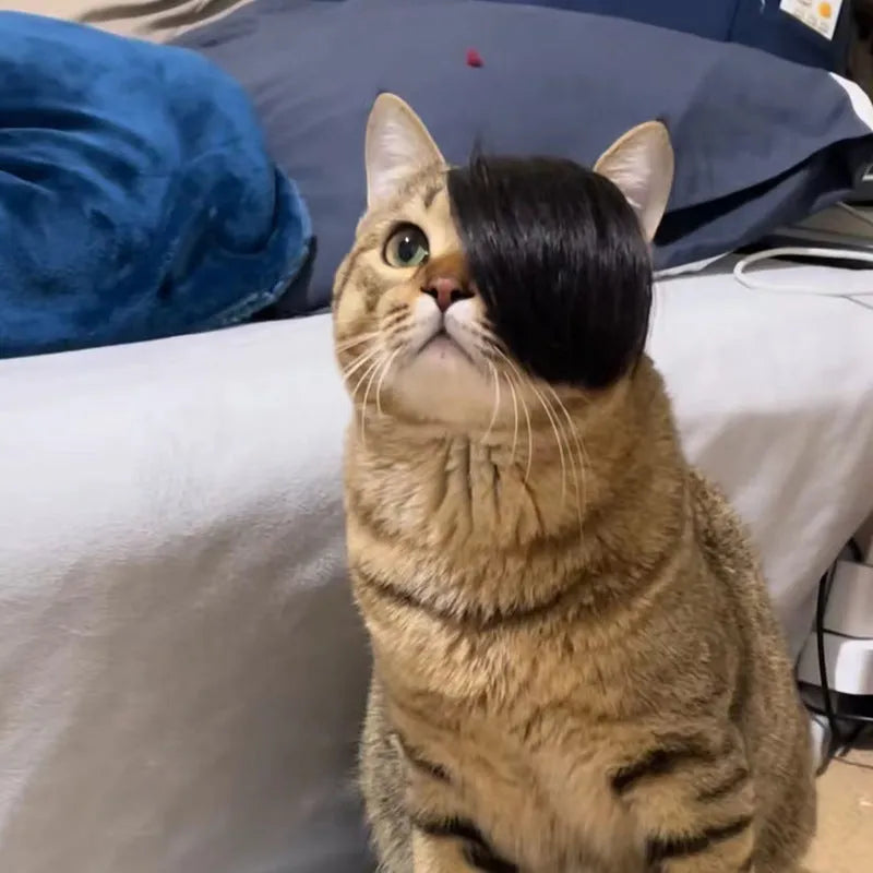 Black polyester cat wig with braided style for fox costume dress up