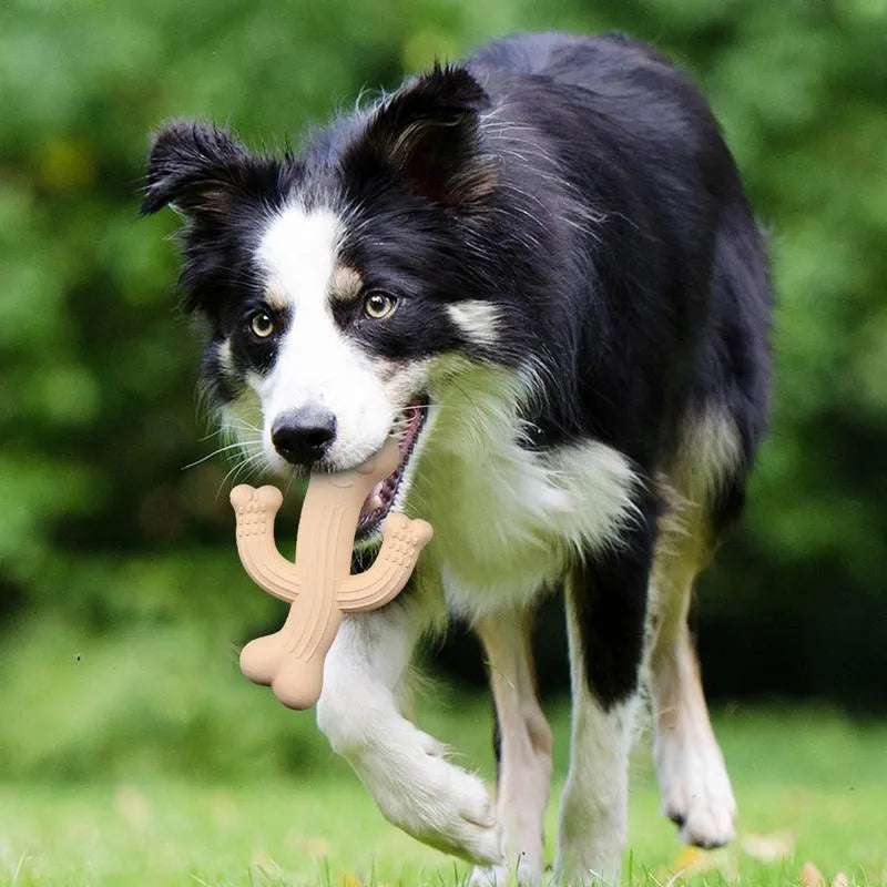 Cactus-shaped dog chew toy in bamboo fibre and rubber construction showing size comparison