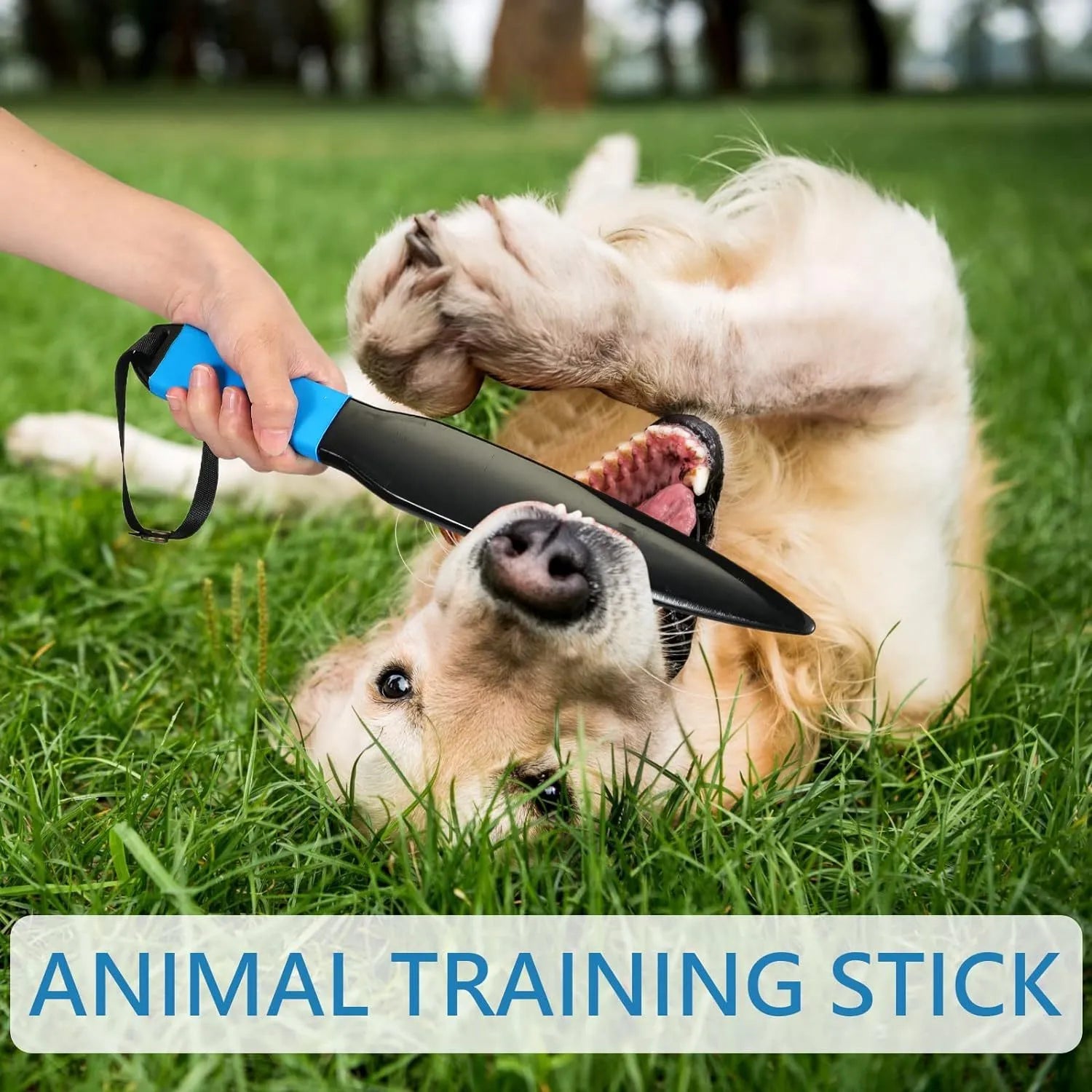Blue handled nylon dog break stick for training, 35 cm long.