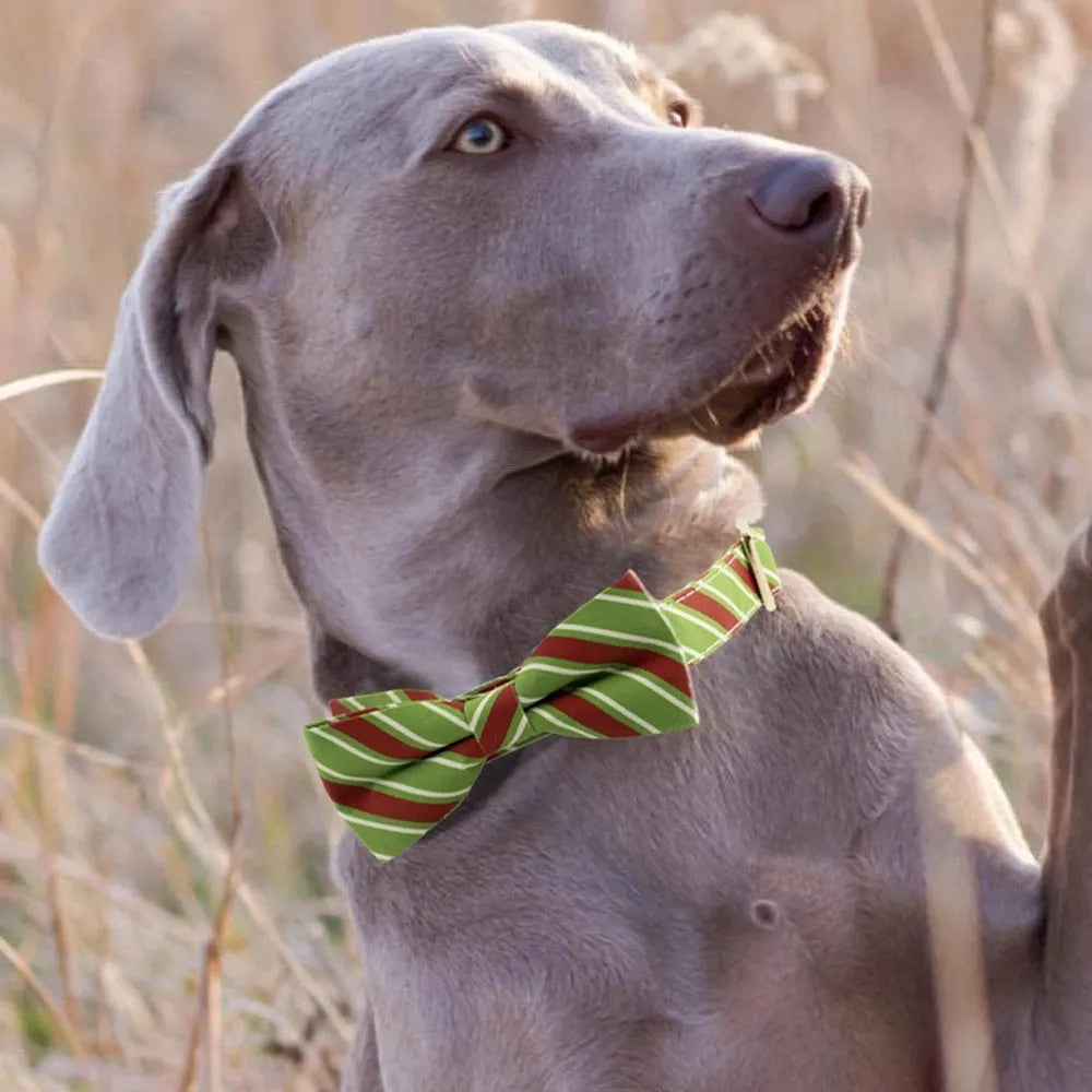 Green personalised dog collar with bow knot and adjustable strap showing engraving area