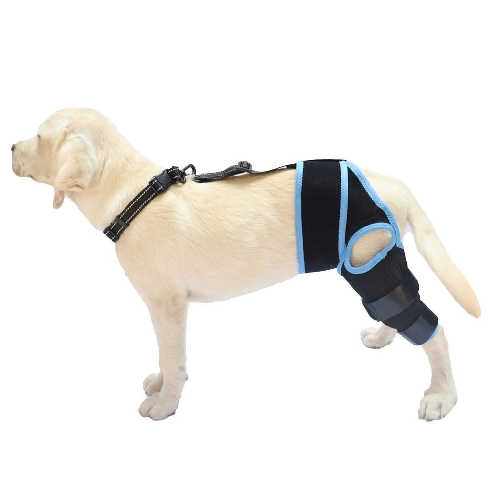 Adjustable neoprene dog hind leg knee brace assist strap in various colours