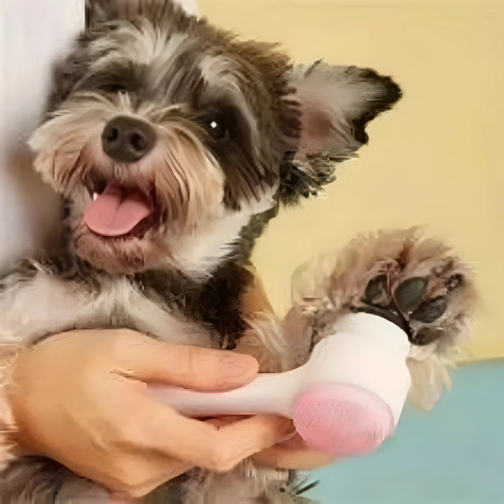 Blue pet paw brush with nylon bristles for dogs and cats grooming