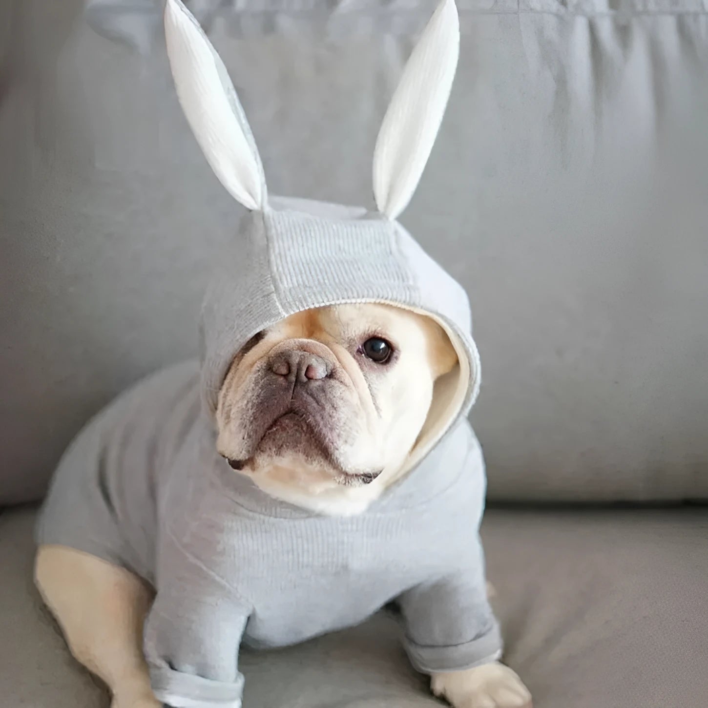 Small dog knitted sweater in grey wool with rabbit ears costume showing top view