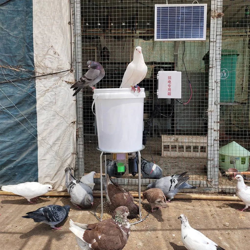 Automatic chicken feeding device with solar panel and timer control for poultry management
