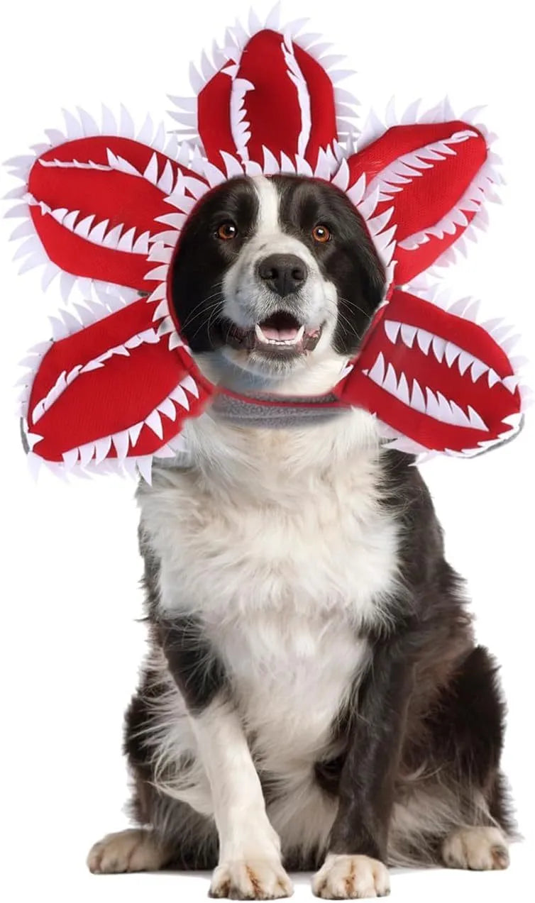 Dog wearing Halloween chomper costume with demon hat and scary headband flower