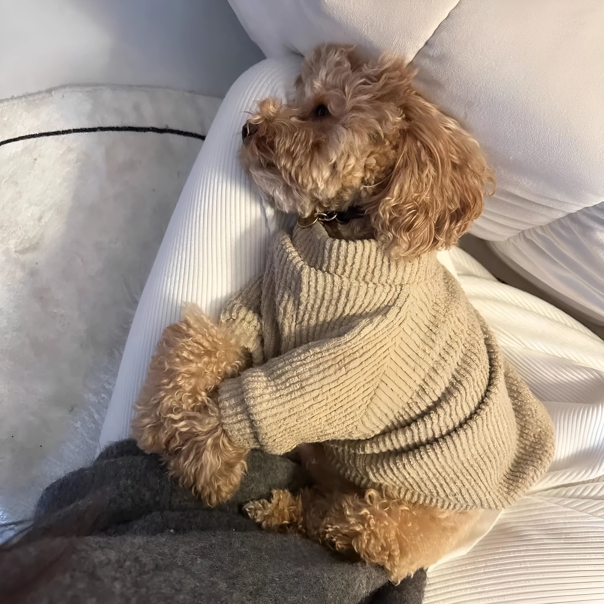 Brown knitted cloth sweater pullover on a small dog, showing casual style.