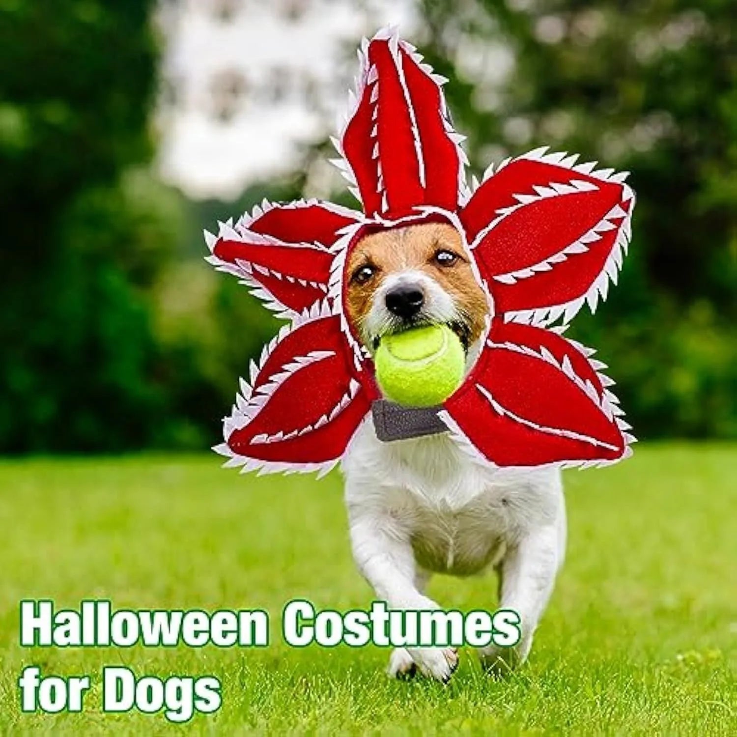 Dog wearing Halloween chomper costume with demon hat and scary headband flower