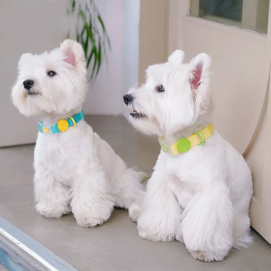Nylon dog collar and hand holding rope set in four colour options with adjustable lengths