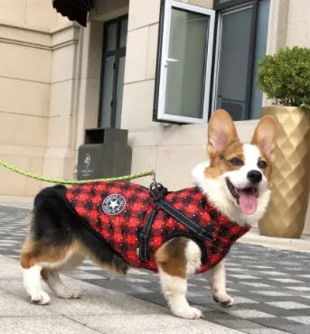 Small dog wearing a waterproof winter hooded coat jacket with reflective trim, adjustable strap, and high-quality zipper in blue colour