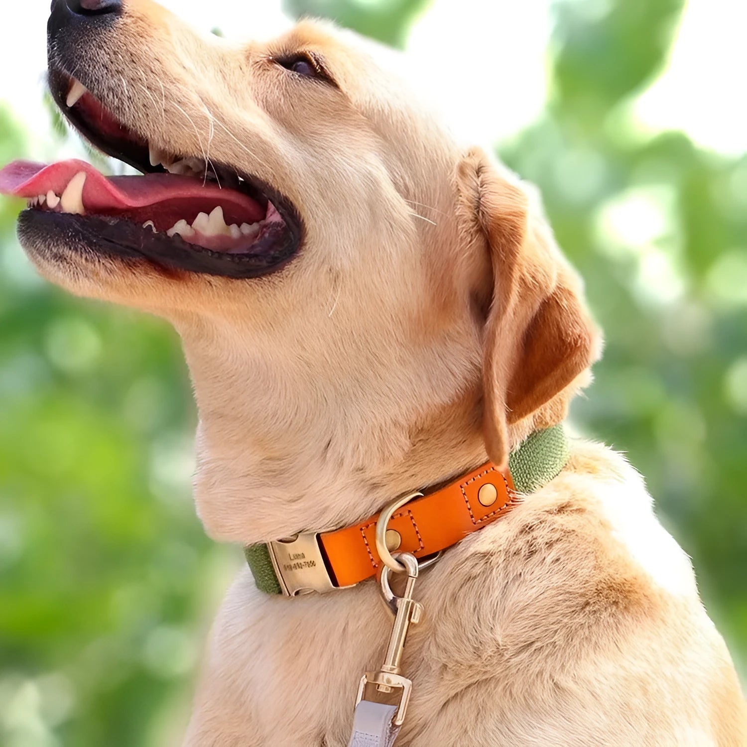 Small dog mohair traction rope and neck collar set in green colour with size options displayed