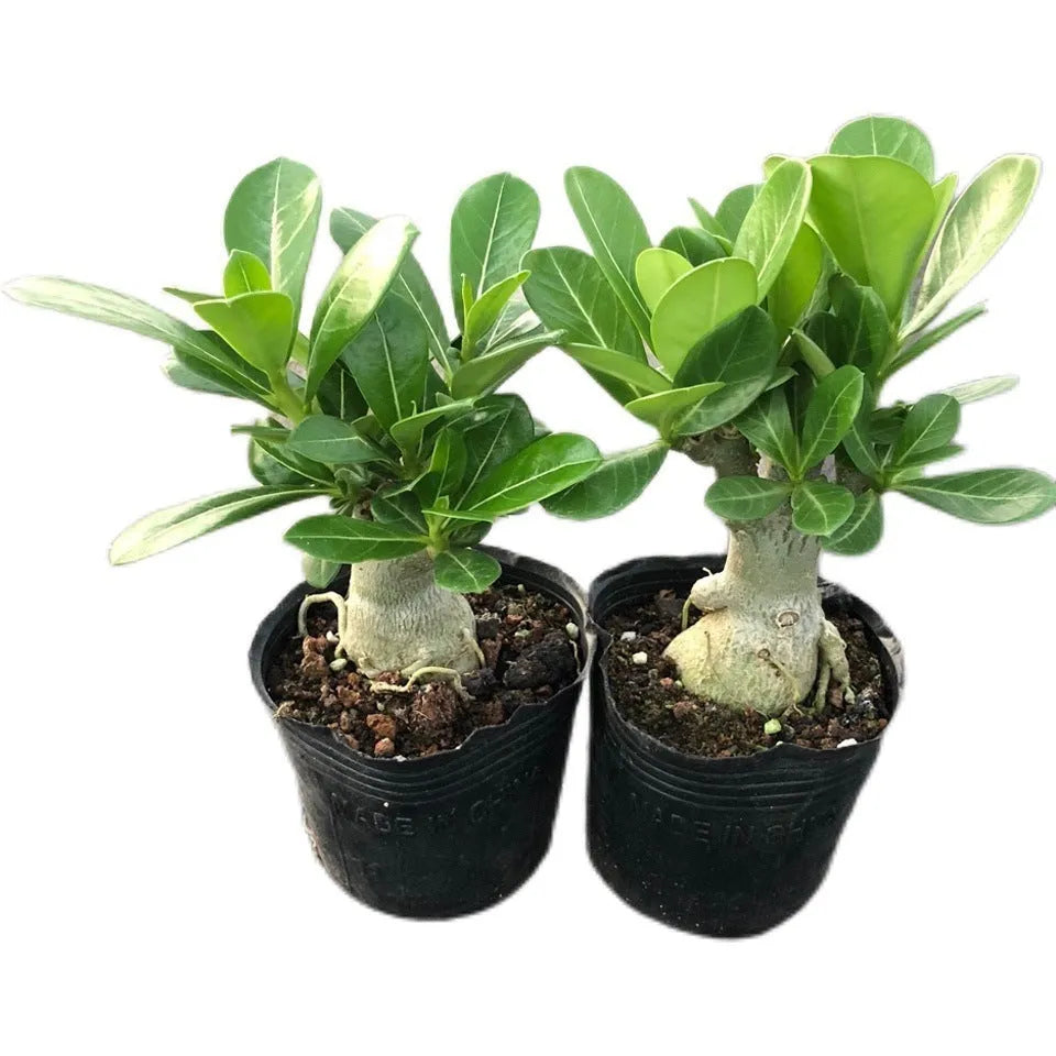 Bare root Desert Rose adenium obesum seedling with thick caudex base and small leaves