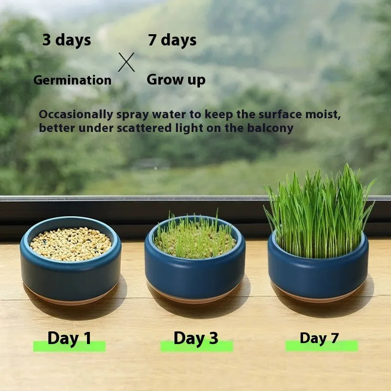 Blue, green, and yellow hydroponic cat grass planters with seed packs on a white background.