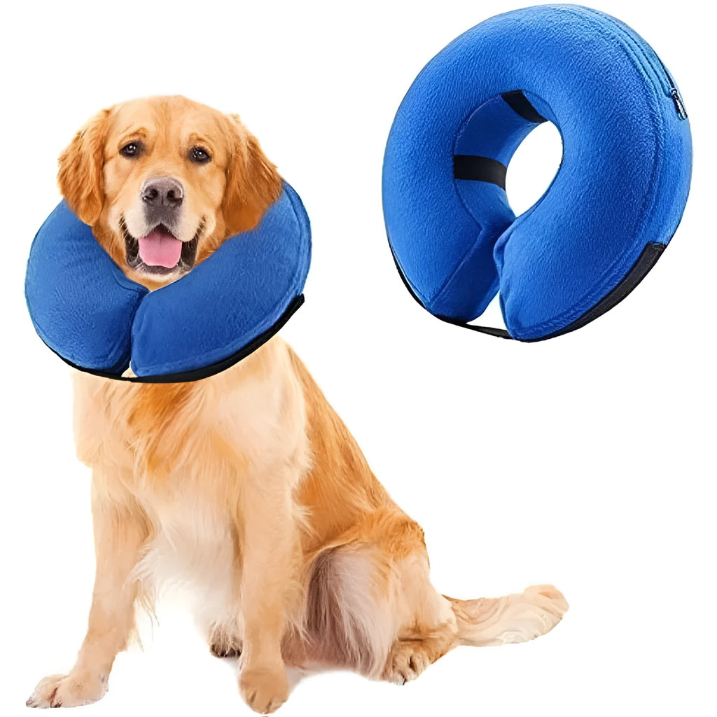 Blue inflatable soft recovery collar for a dog resting after surgery.