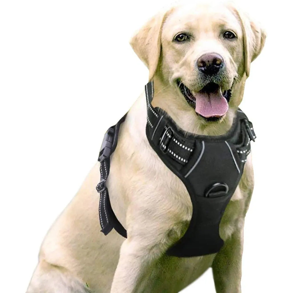 Nylon dog rope lead with chest and back control in multiple colours and sizes for pet walking and training