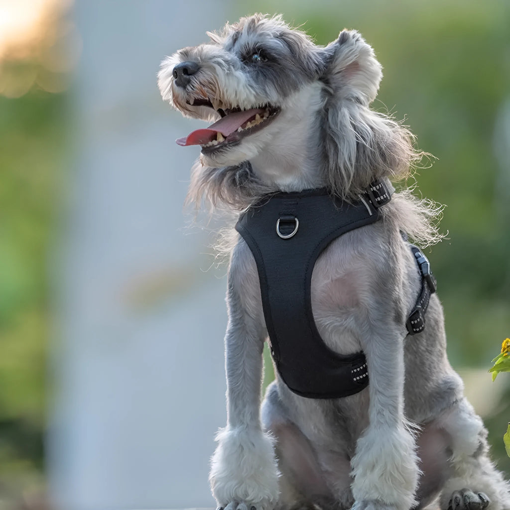Black polyester dog breast strap vest with hand-holding rope, side view on a white background