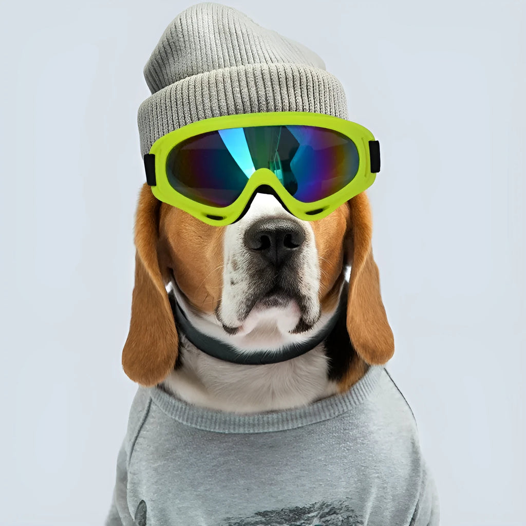 Outdoor dog sunglasses with PC lens UV400 full-frame design available in multiple colours, on a dog's head